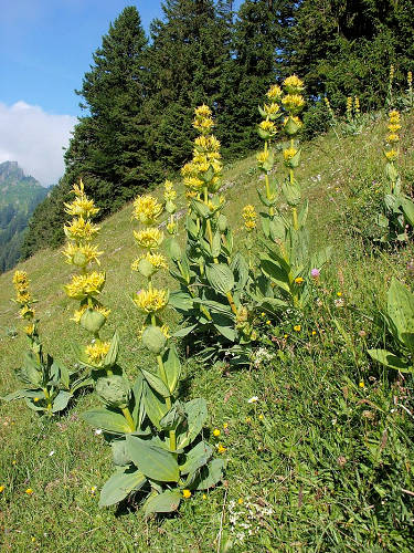 Der Gelbe Enzian als Beispiel für unsere Wildfruchtraritäten (© Bernd Haynold, Wikipedia)